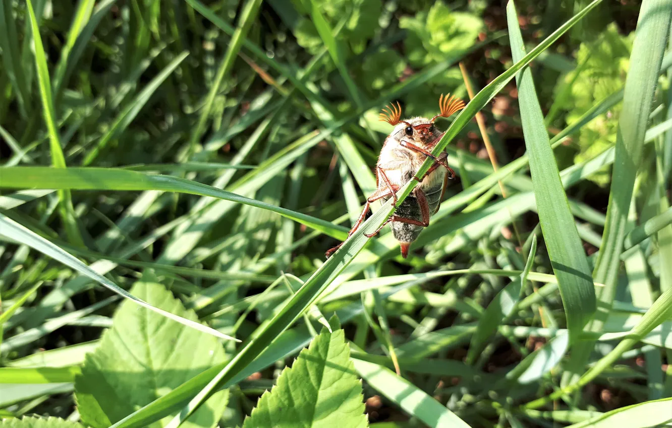 Photo wallpaper greens, grass, nature, spring, chafer