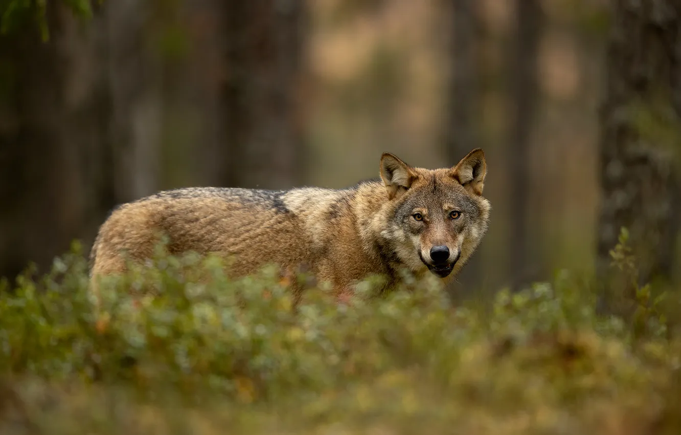 Photo wallpaper fantasy, Predator, nature, art, snow, face, animal, wolf