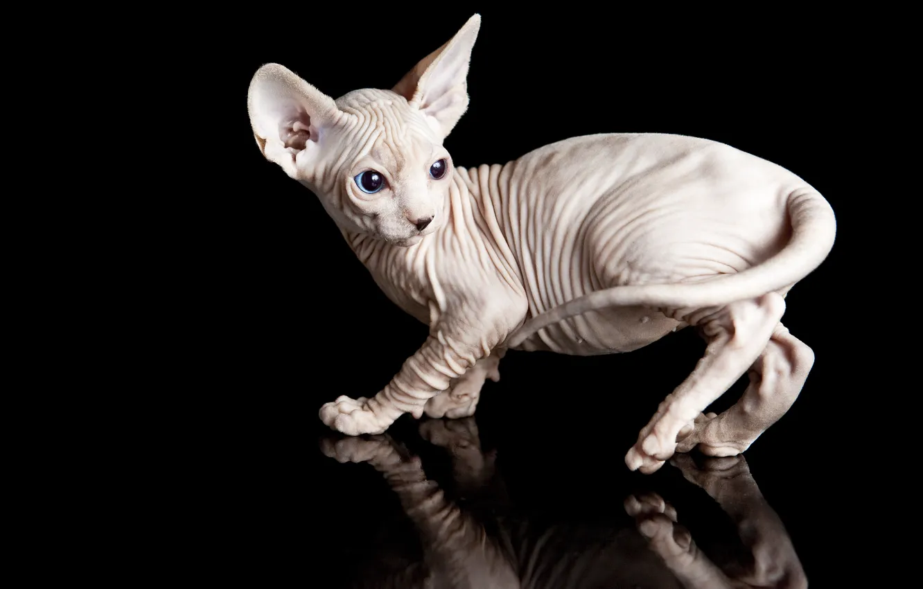 Photo wallpaper cat, animals, cat, reflection, kitty, black background, Sphinx, Wallpaper from lolita777