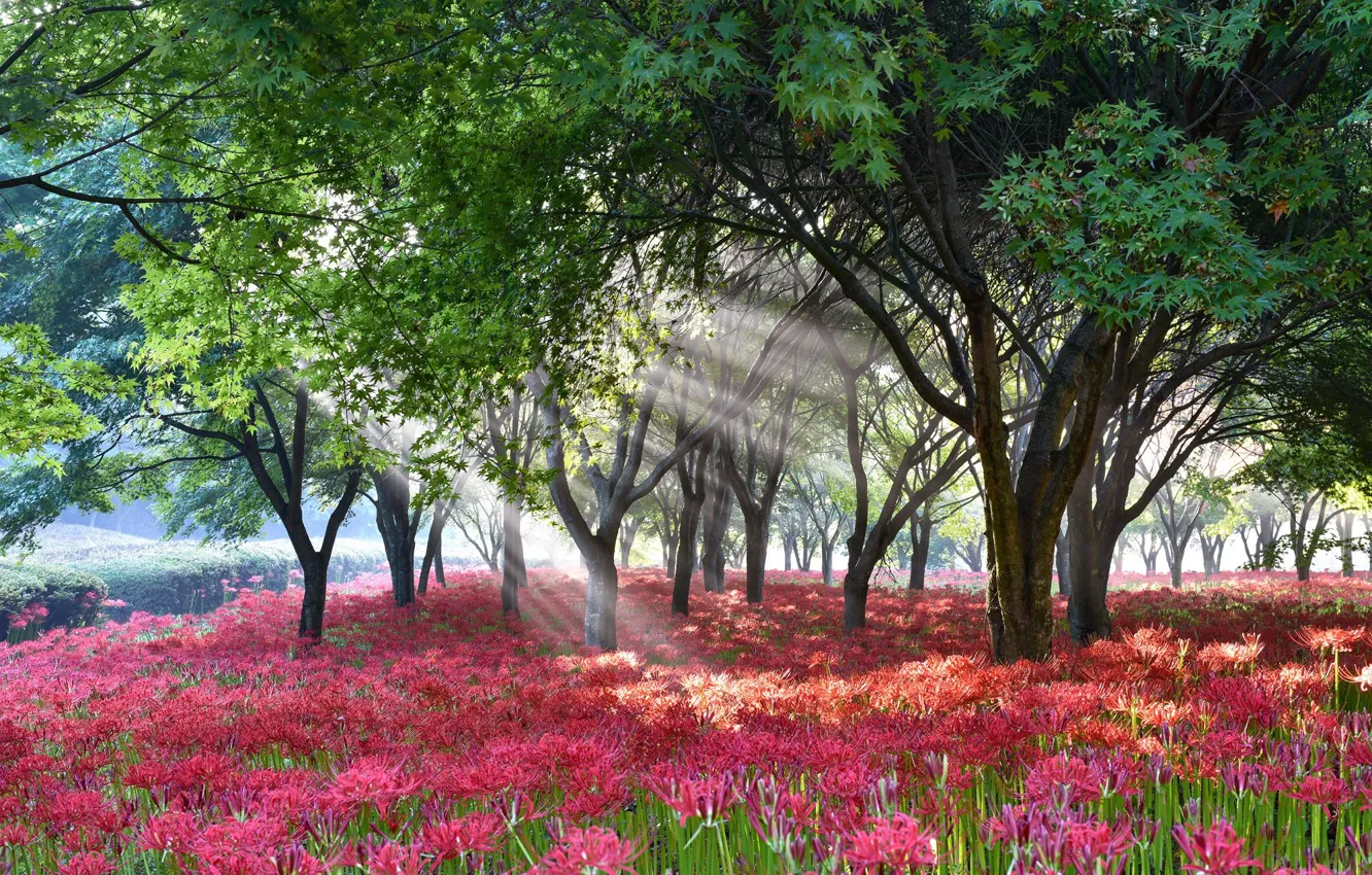 Photo wallpaper forest, rays, light, trees, flowers, branches, red, fog