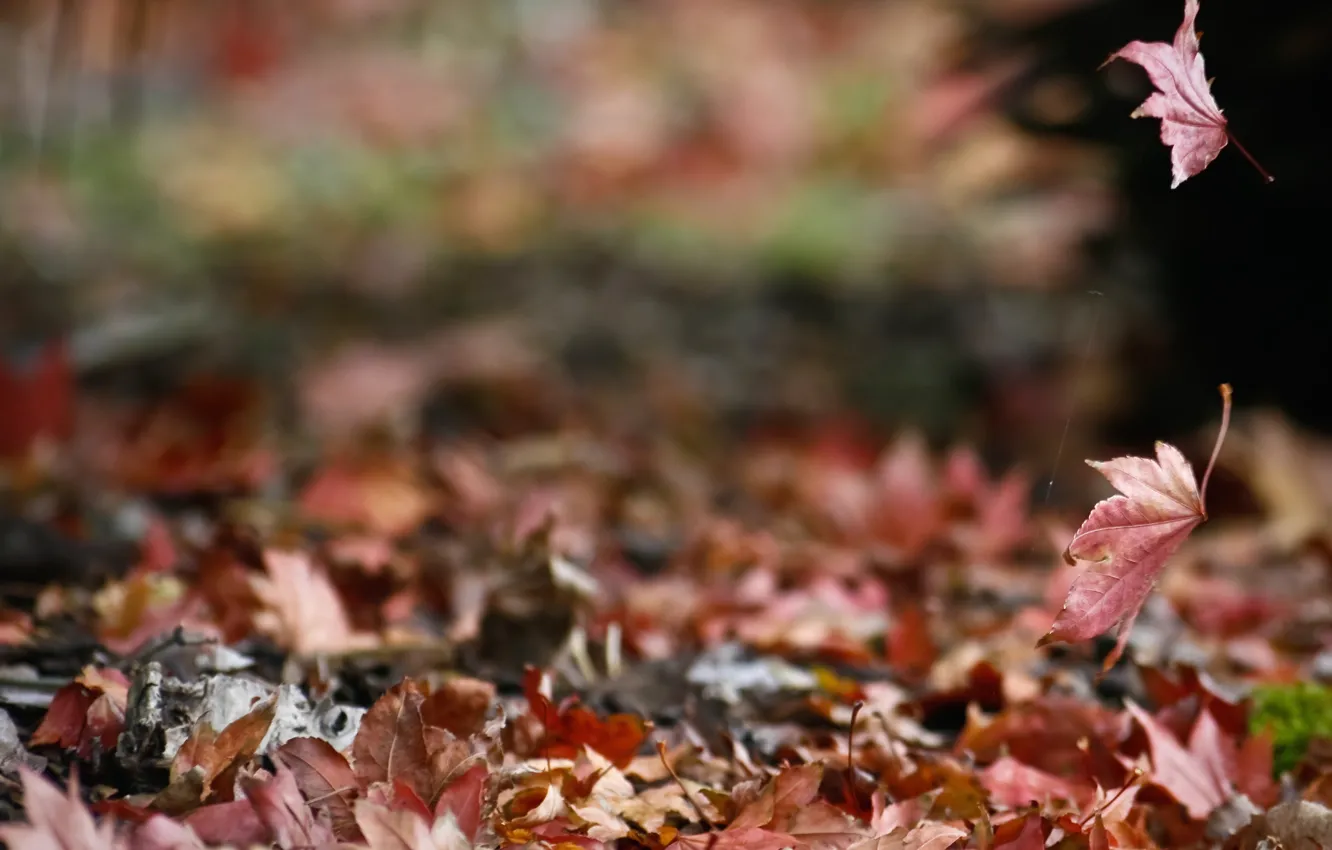 Photo wallpaper autumn, nature, foliage, web