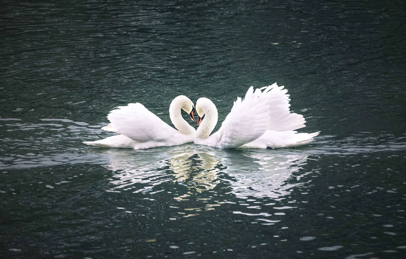 Photo wallpaper water, birds, pose, reflection, ruffle, pair, Swan, white