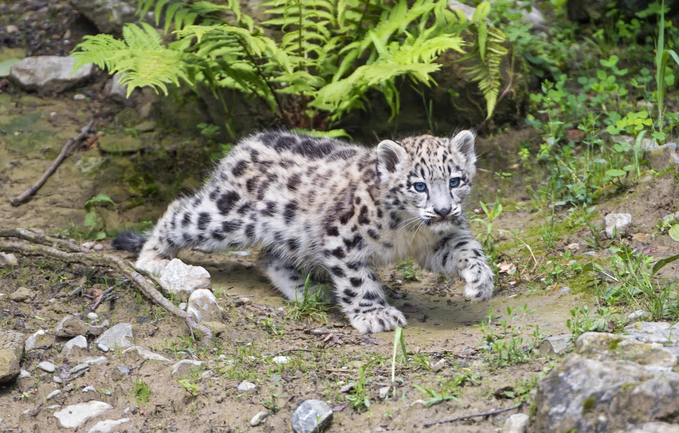 Photo wallpaper cat, stones, IRBIS, snow leopard, cub, kitty, ©Tambako The Jaguar