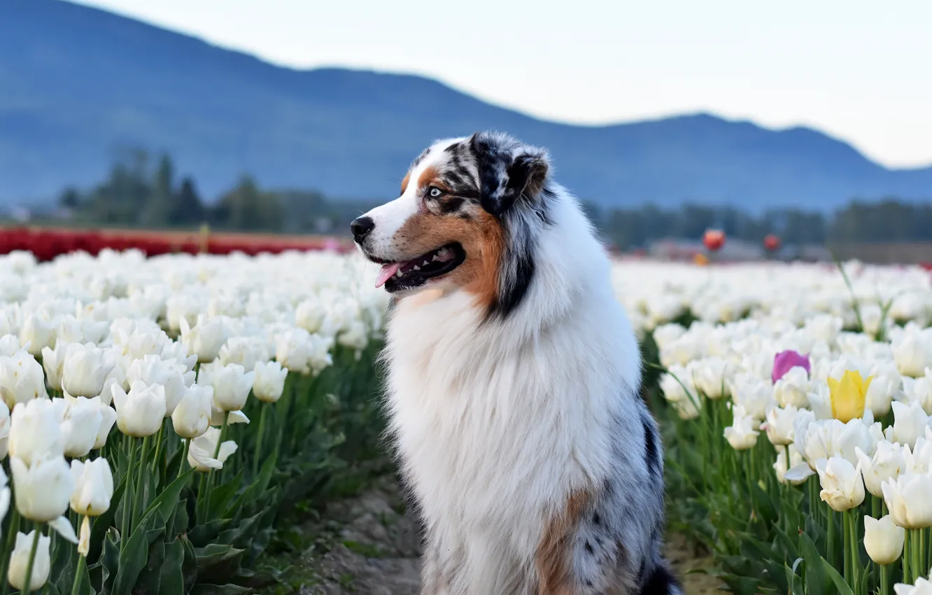 Photo wallpaper field, language, look, flowers, mountains, pose, dog, spring