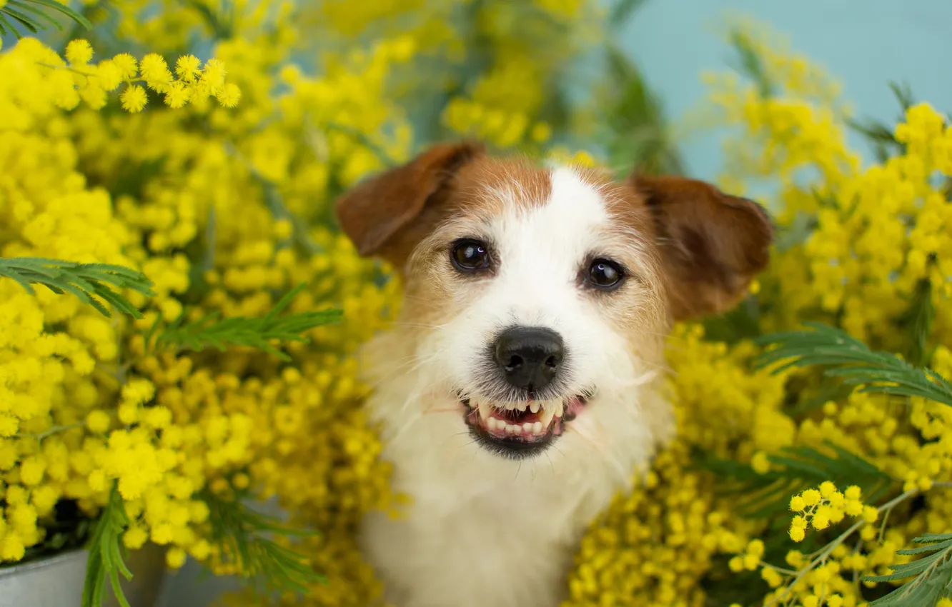 Photo wallpaper look, nature, pose, dog, face