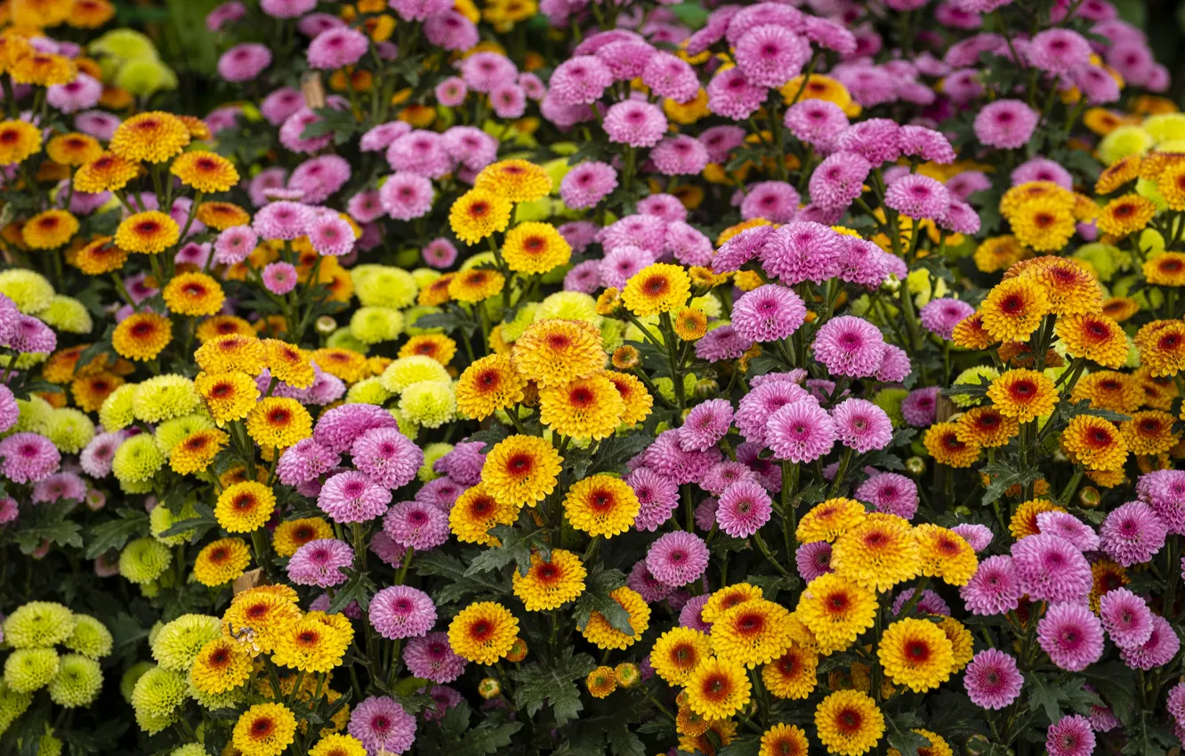 Photo wallpaper flowers, yellow, pink, flowerbed, chrysanthemum, a lot