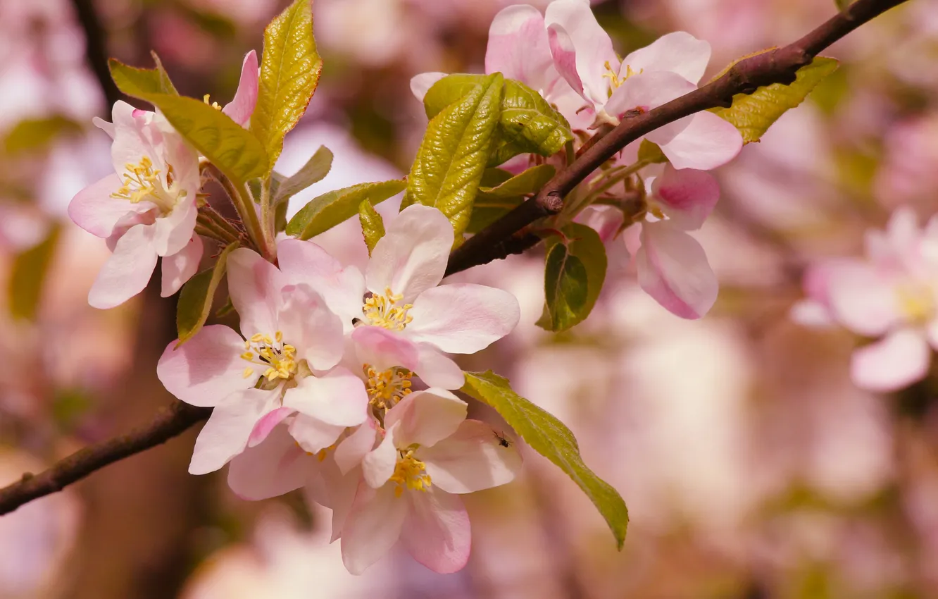 Photo wallpaper spring, twig, blooming