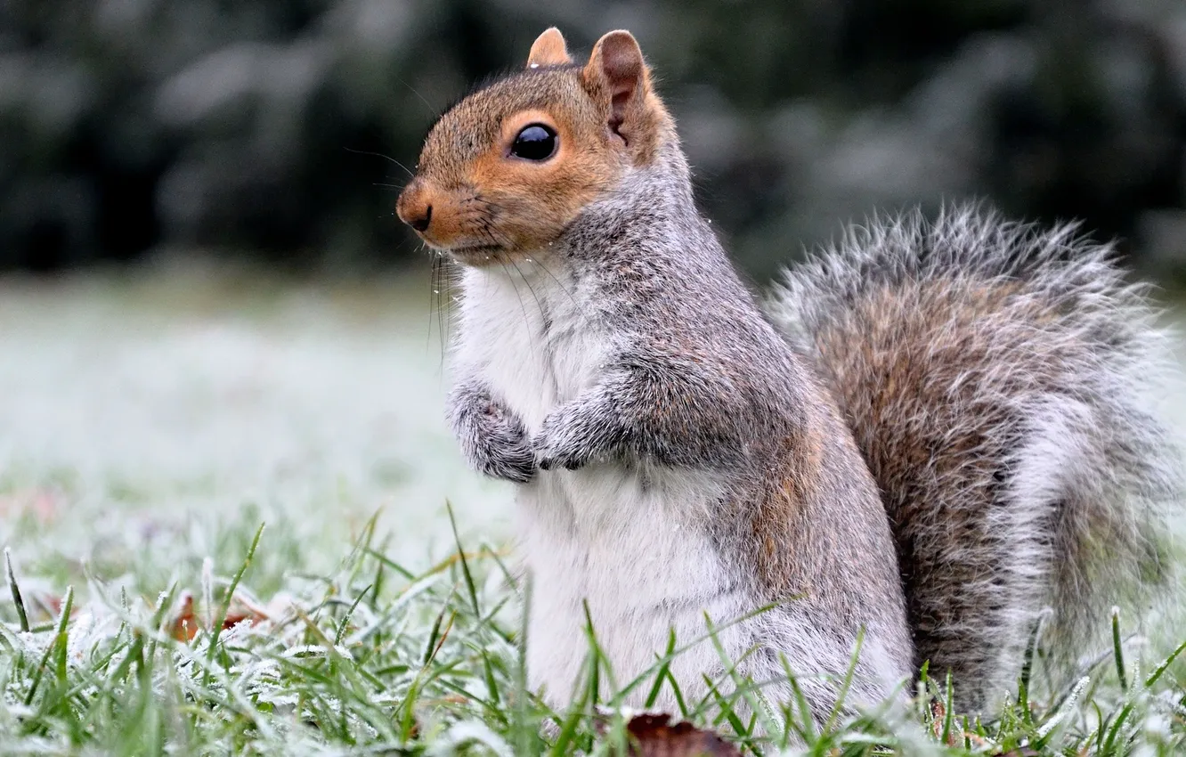 Photo wallpaper frost, grass, protein