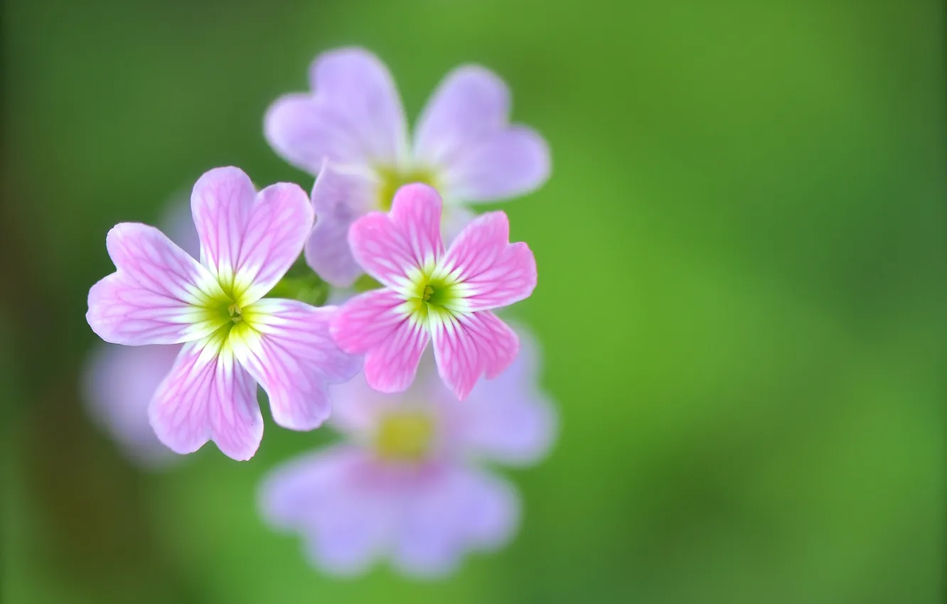 Photo wallpaper flowers, nature, plant, petals