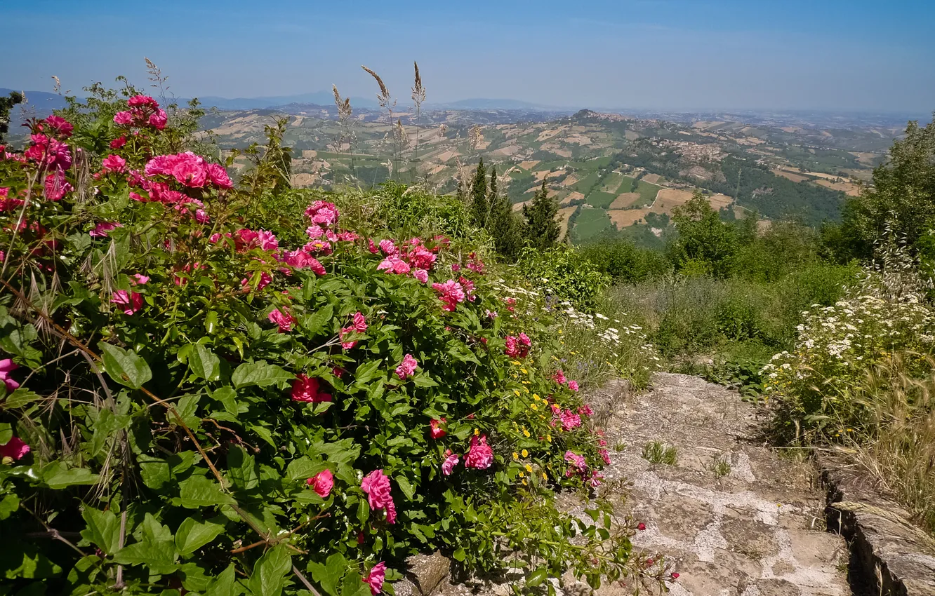 Photo wallpaper field, flowers, Italy, ladder