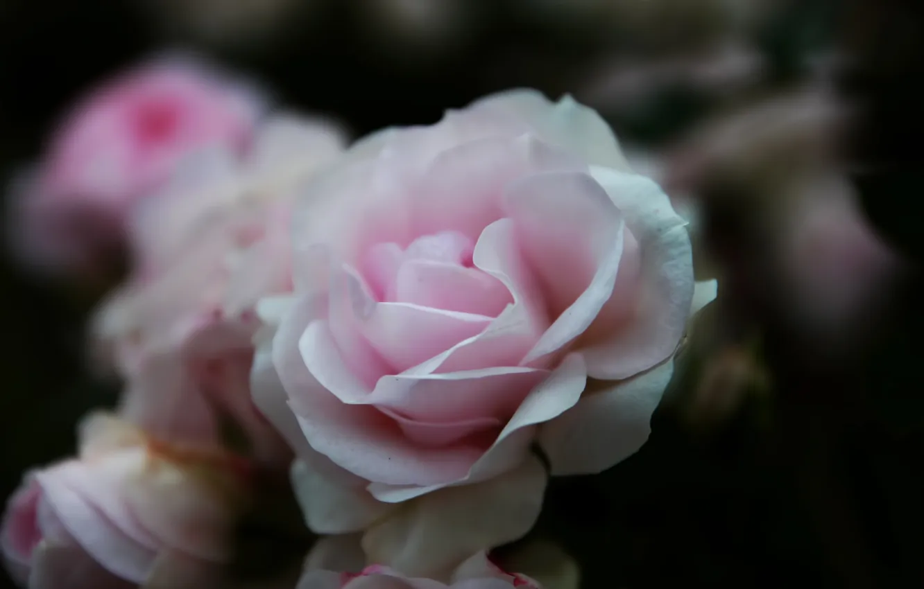 Photo wallpaper macro, flowers, roses, petals, pale pink