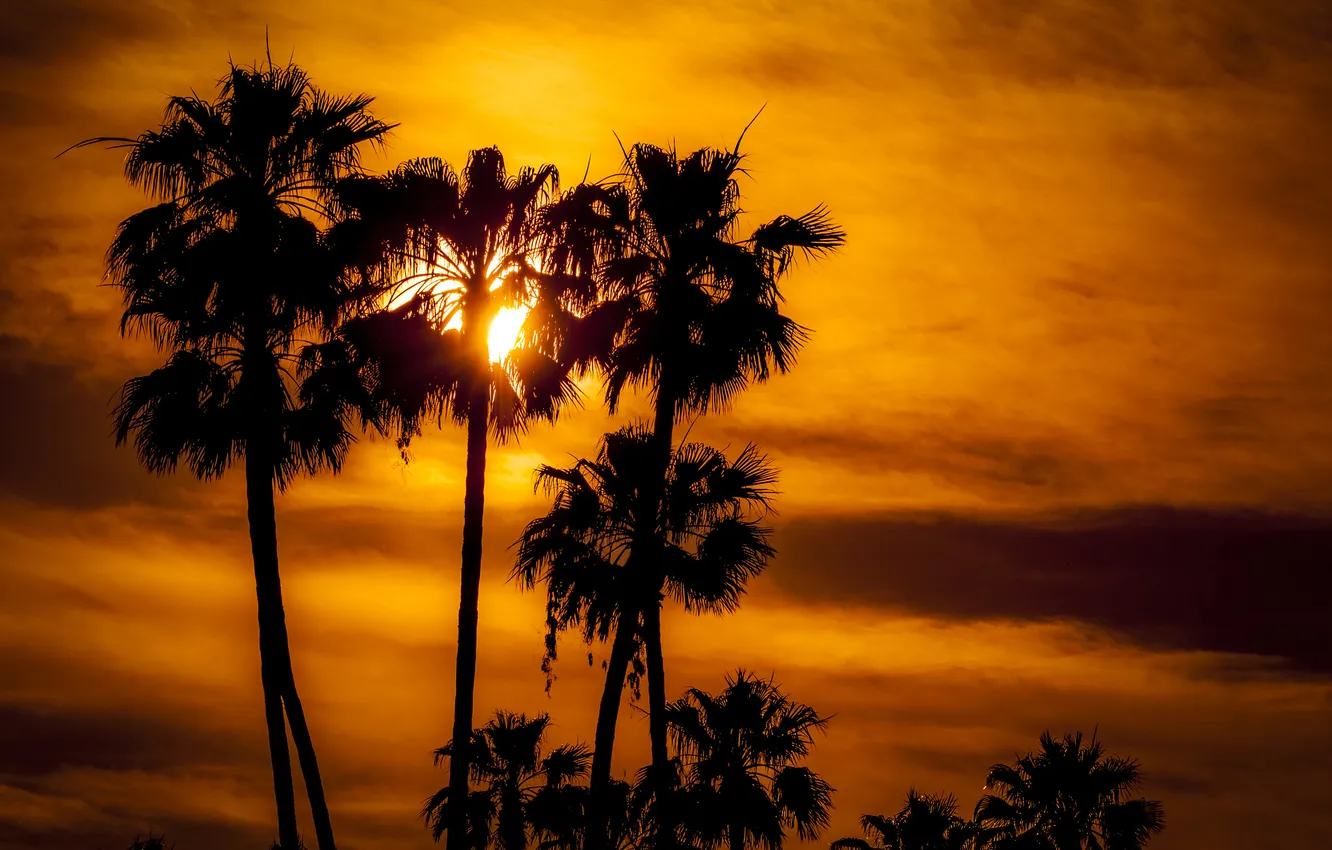 Photo wallpaper the sky, the sun, clouds, sunset, palm trees, silhouette