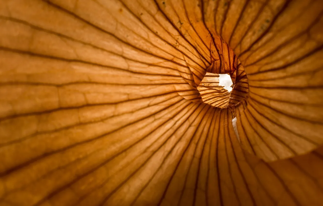 Photo wallpaper macro, background, onion skin