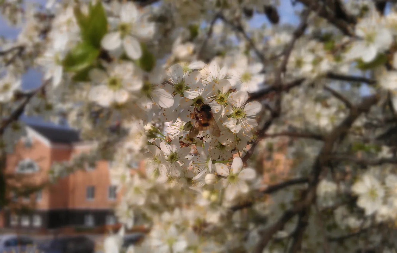 Photo wallpaper bee, Flowers, spring, flowering trees