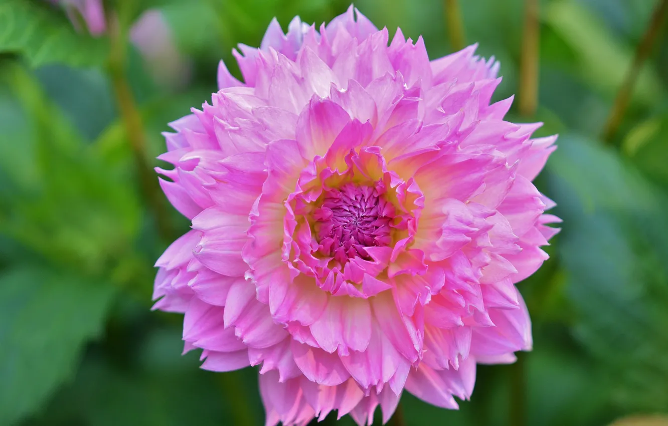 Photo wallpaper macro, flowering, dahlias