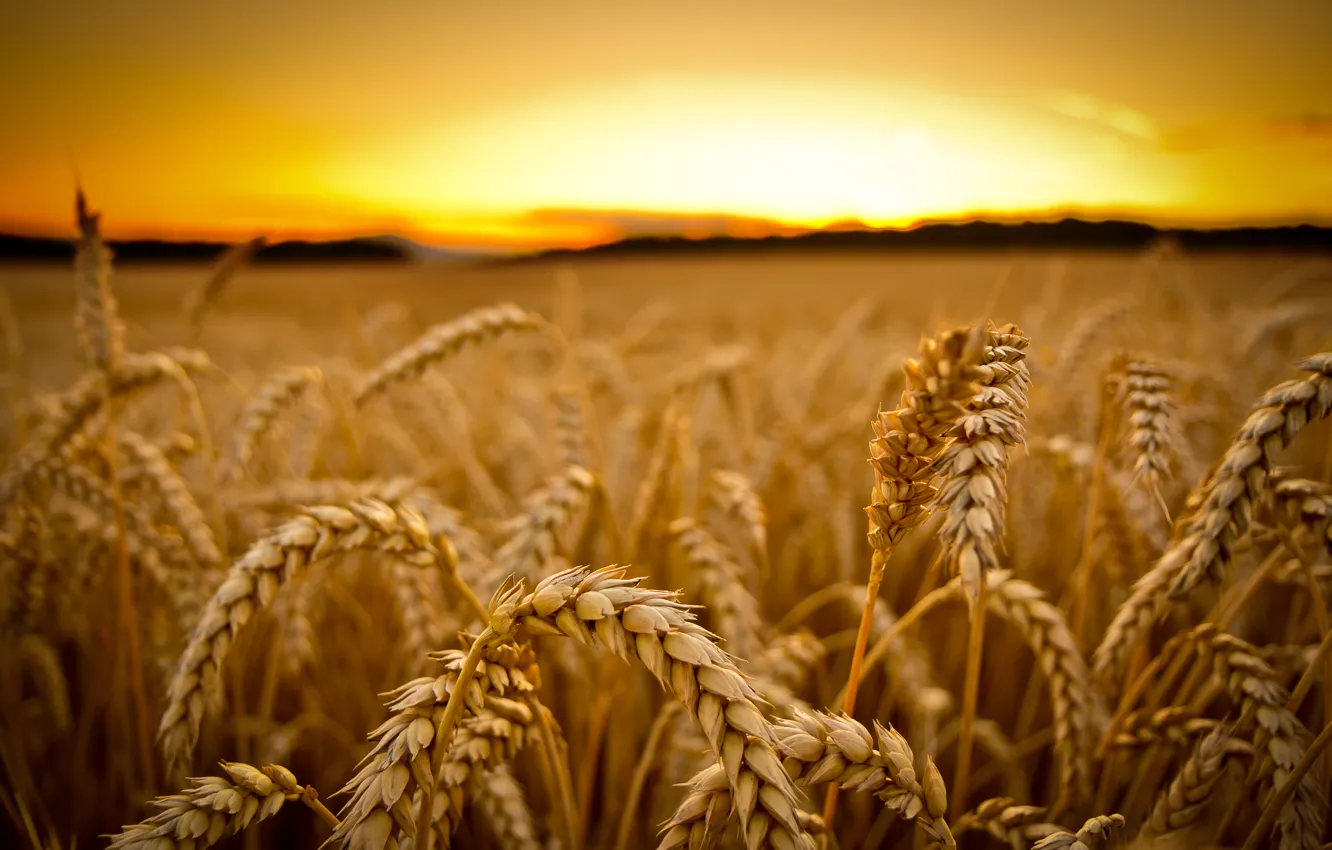 Photo wallpaper wheat, field, macro, sunset, harvest, ears, cereals