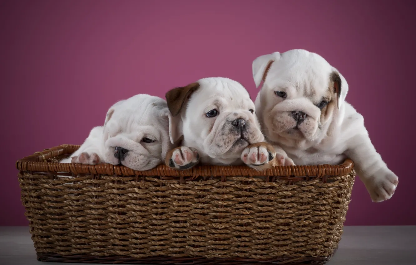 Photo wallpaper puppies, Basket, pink background, Kids