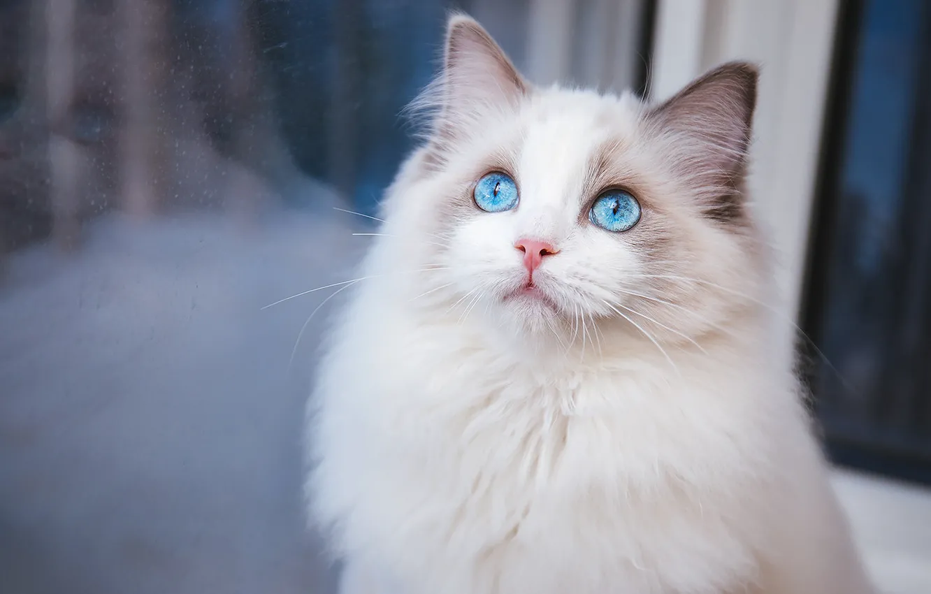 Photo wallpaper cat, look, pose, face, cat
