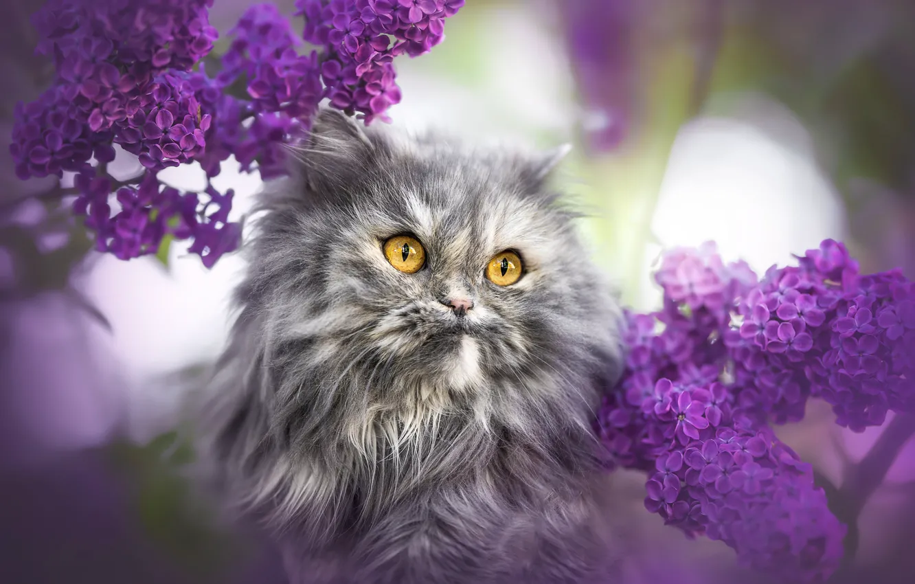 Photo wallpaper cat, cat, light, flowers, branches, glare, grey, portrait