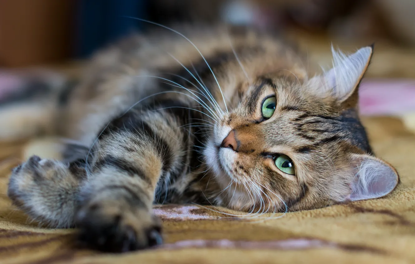 Photo wallpaper cat, cat, mustache, look, pose, portrait, paws, lies