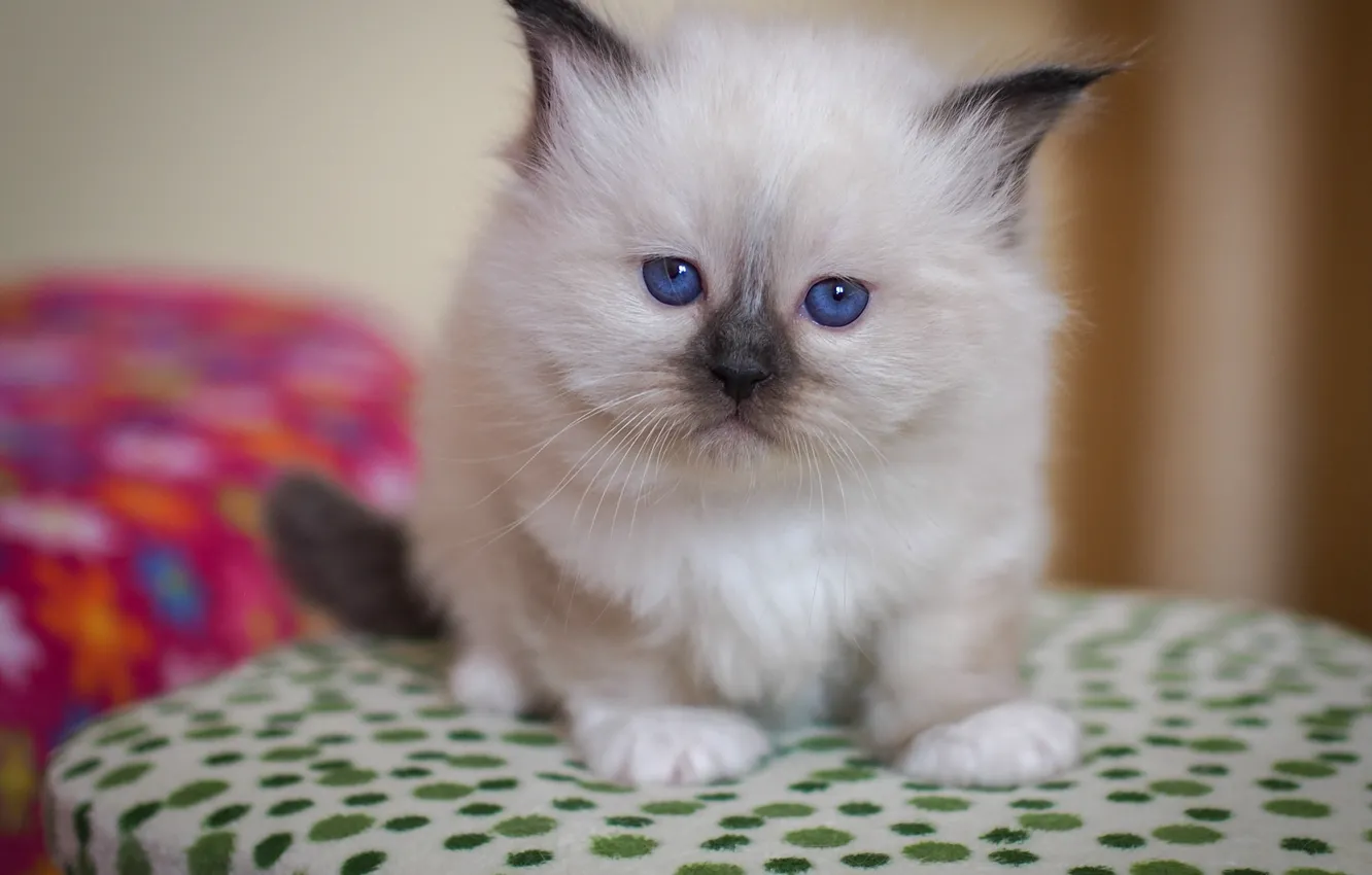 Photo wallpaper look, pose, background, fluffy, small, baby, muzzle, fabric