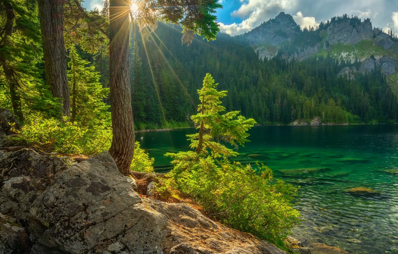Photo wallpaper greens, forest, summer, the sun, clouds, rays, light, mountains