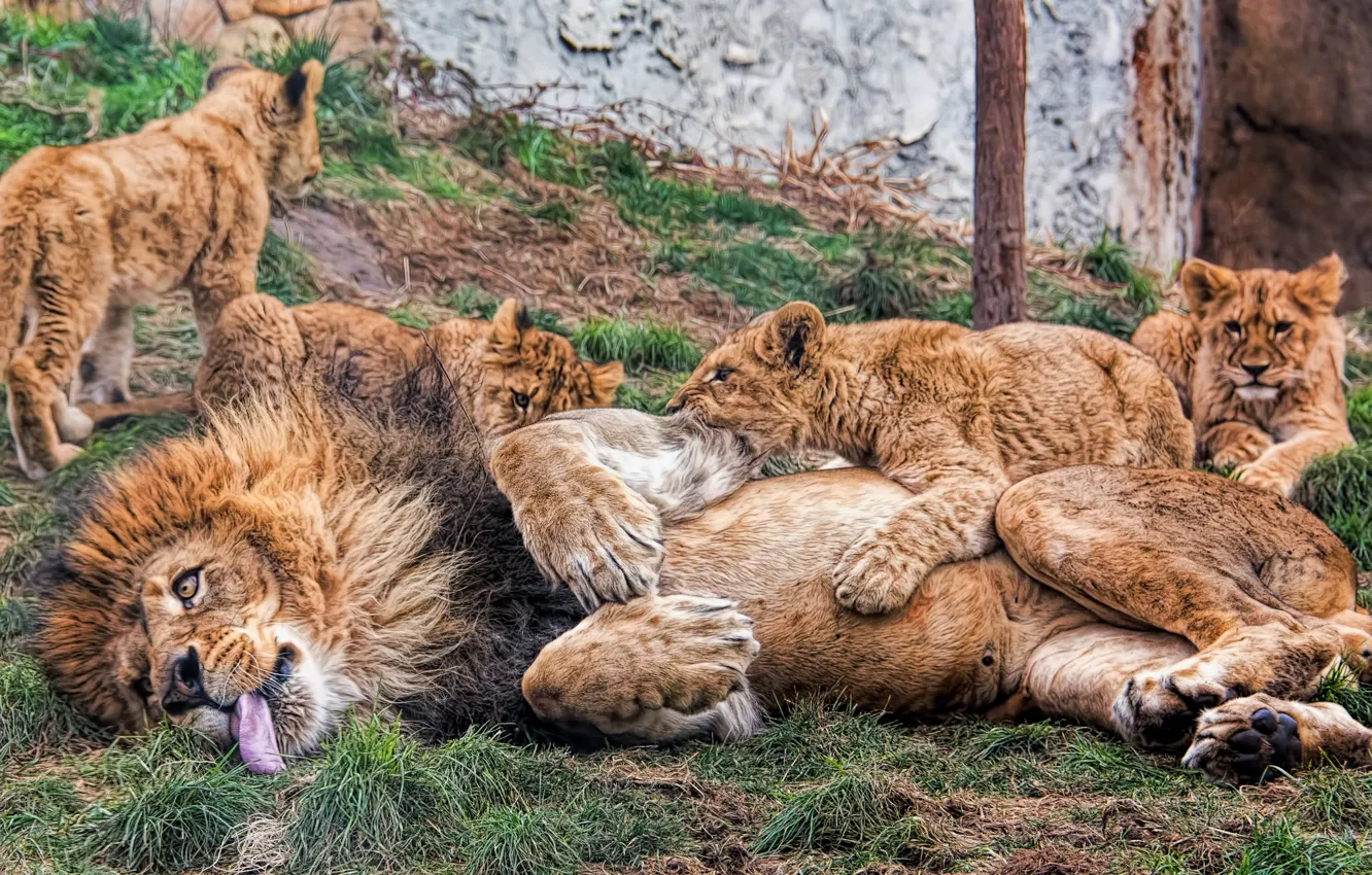 Photo wallpaper Leo, kittens, lions, the cubs, fatherhood