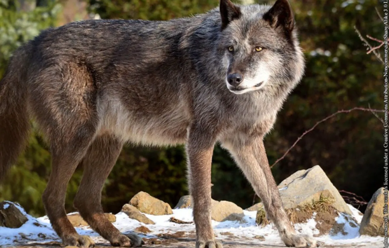 Photo wallpaper Predator, nature, animal, wolf, wildlife, portrait, portrait., Canis lupus. face