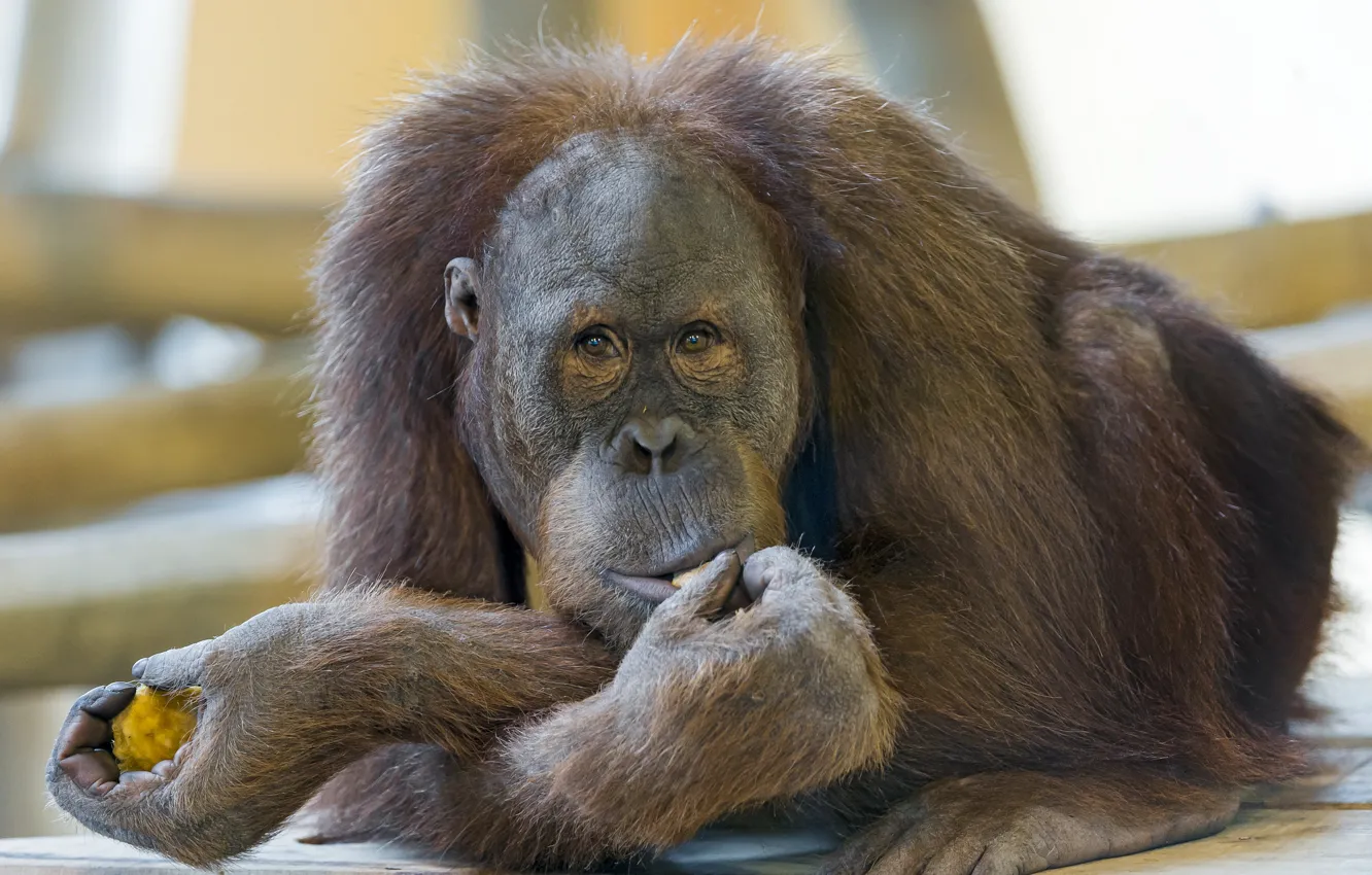 Photo wallpaper monkey, the primacy of, orangutan
