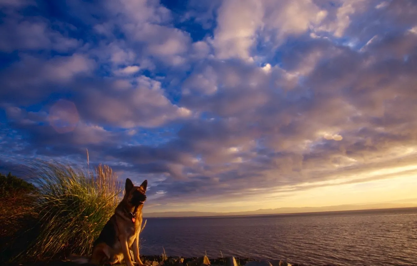 Photo wallpaper sea, the sky, clouds, shepherd