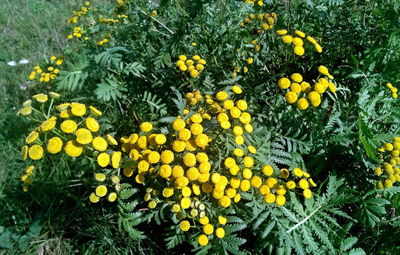 Photo wallpaper autumn, flowers, September 2024, Ordinary tansy