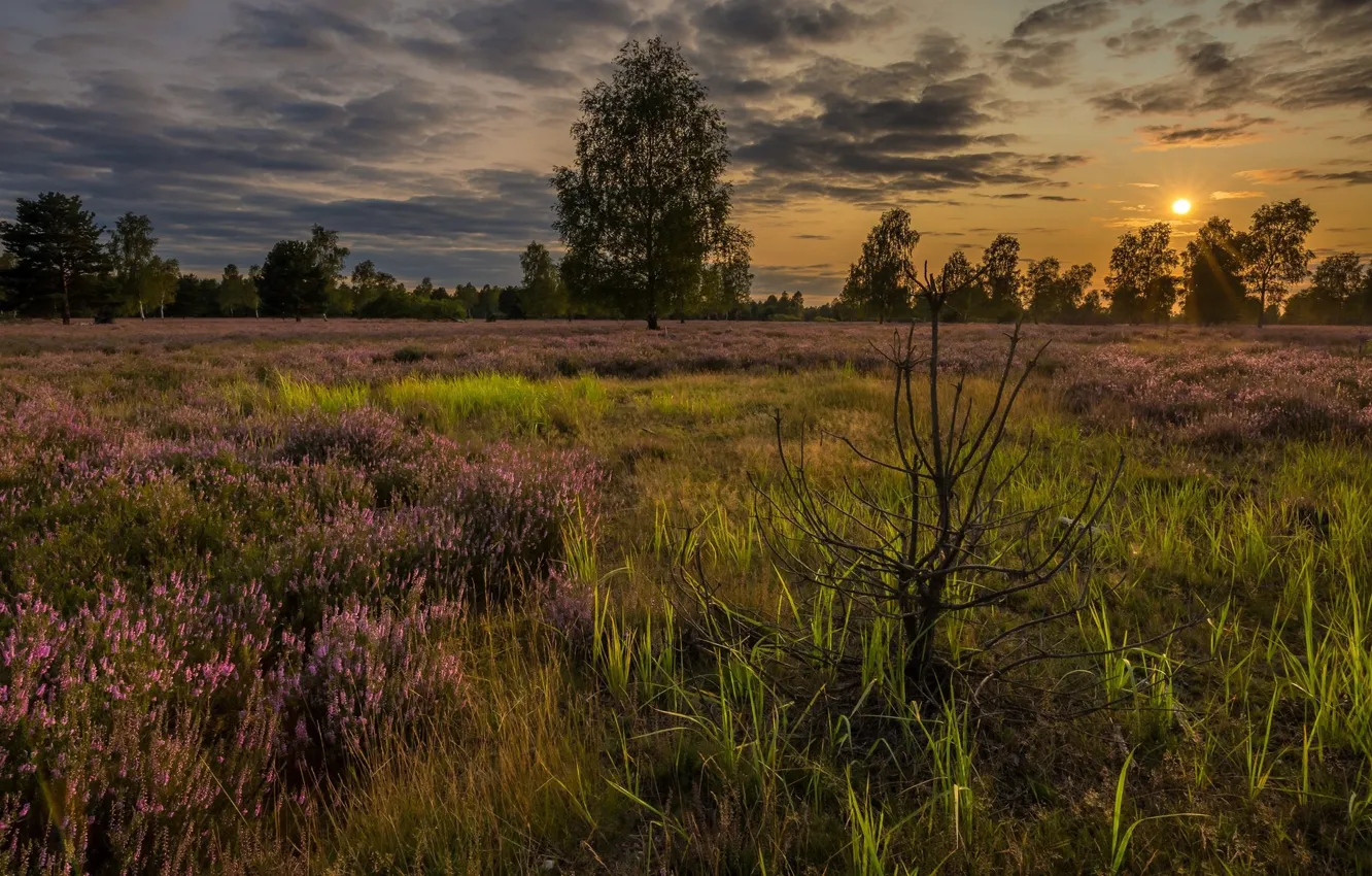Photo wallpaper field, the sun, landscape, nature, beauty, meadow