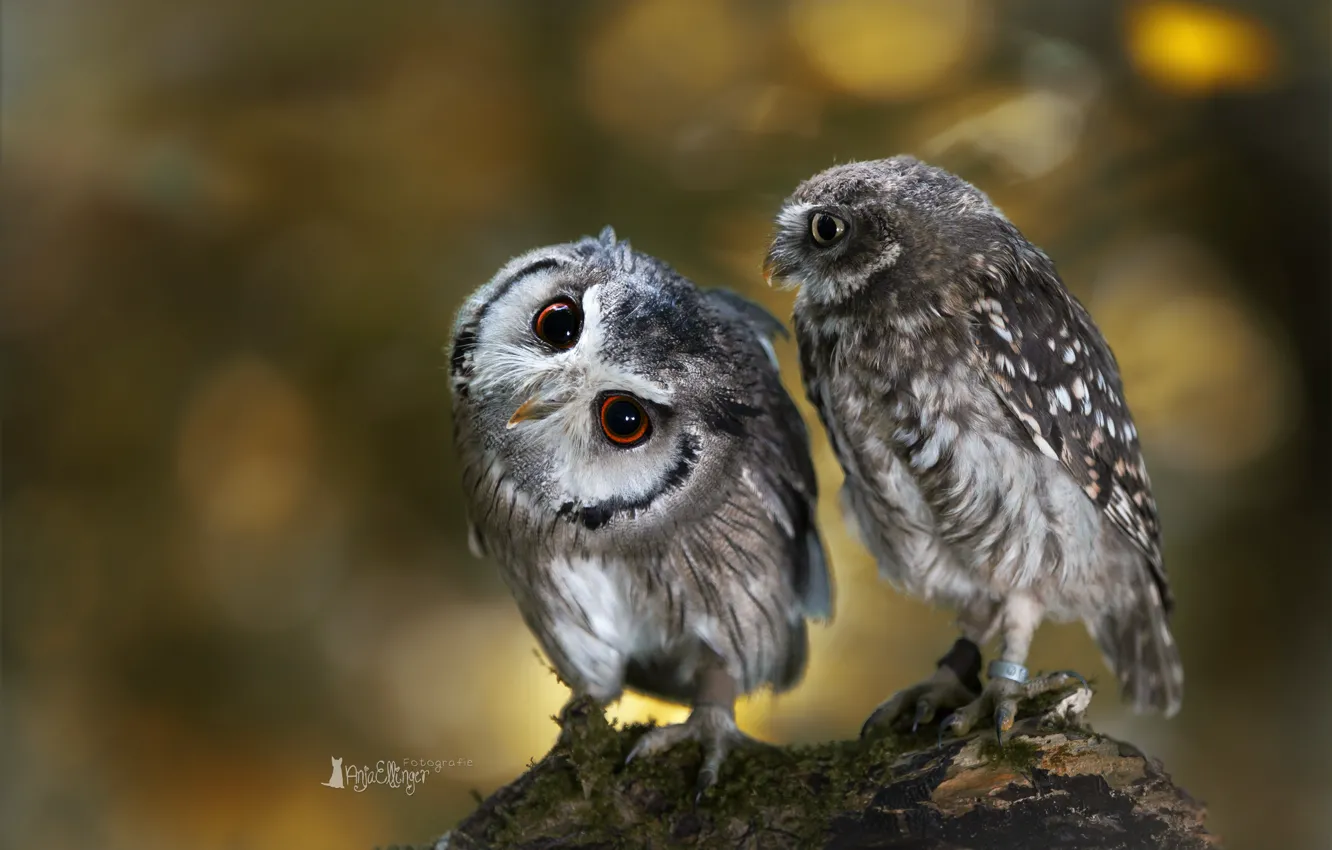 Photo wallpaper birds, owl, two, branch, owls