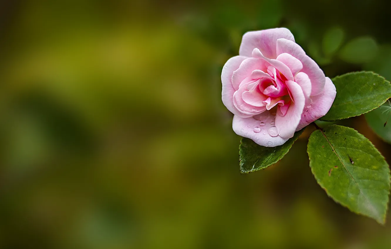 Photo wallpaper leaves, drops, flowers, one, roses, pink, buds, green background