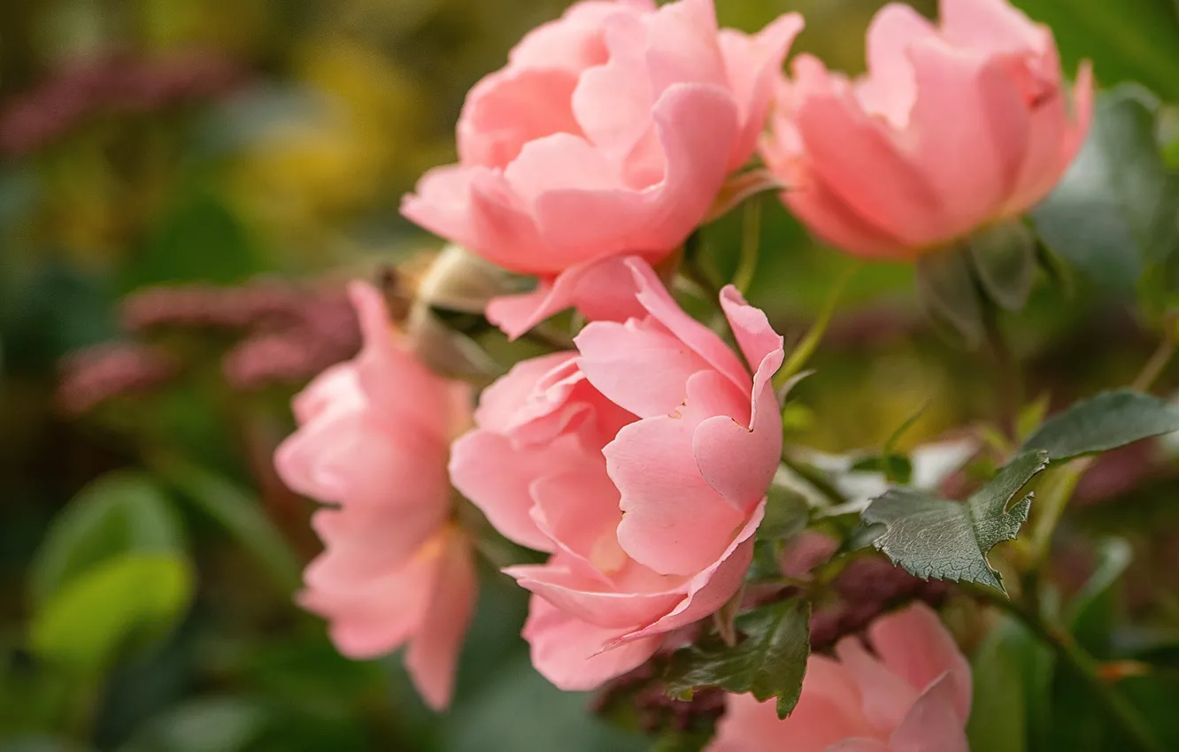 Photo wallpaper macro, flowers, branches, roses, pink, bokeh, rose Bush