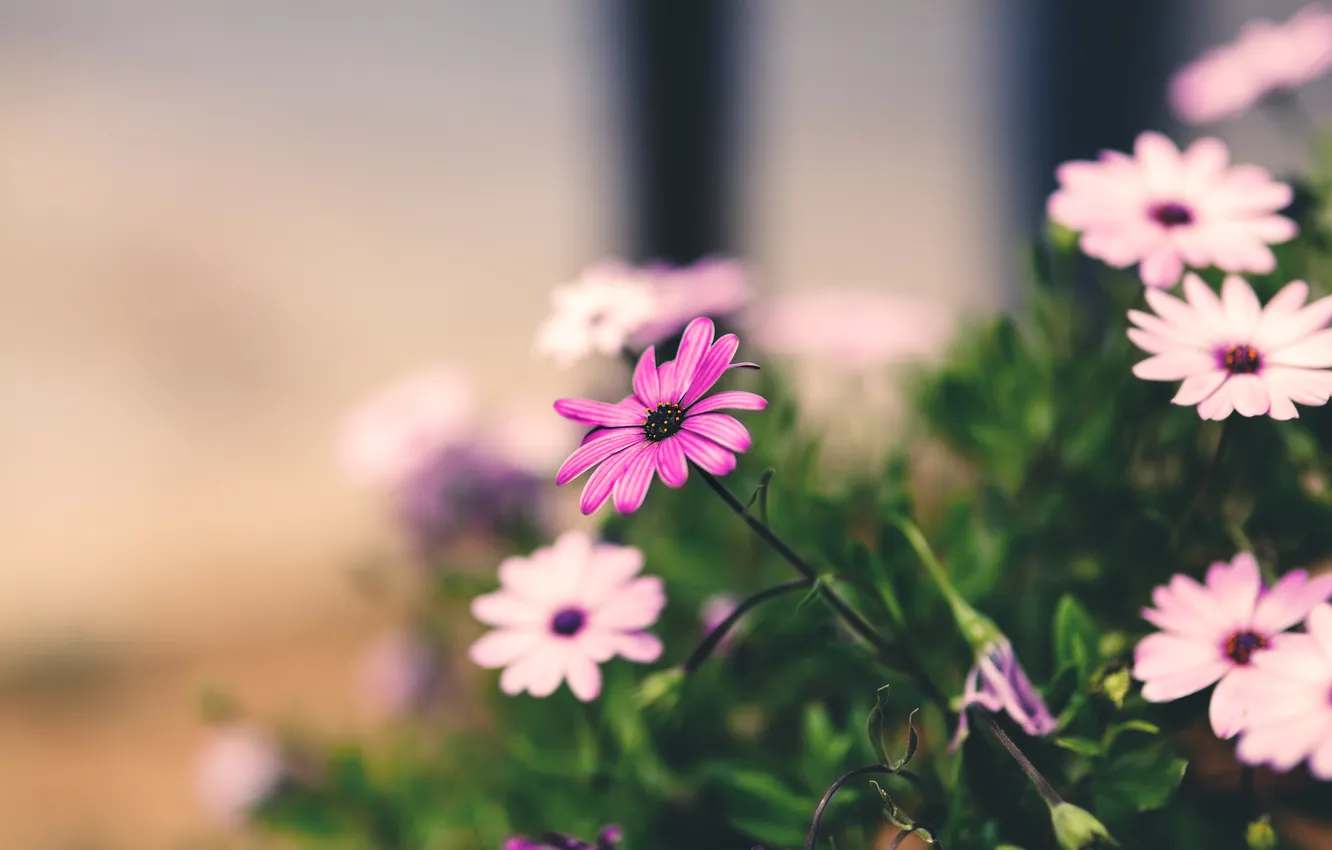 Photo wallpaper flowers, petals, pink