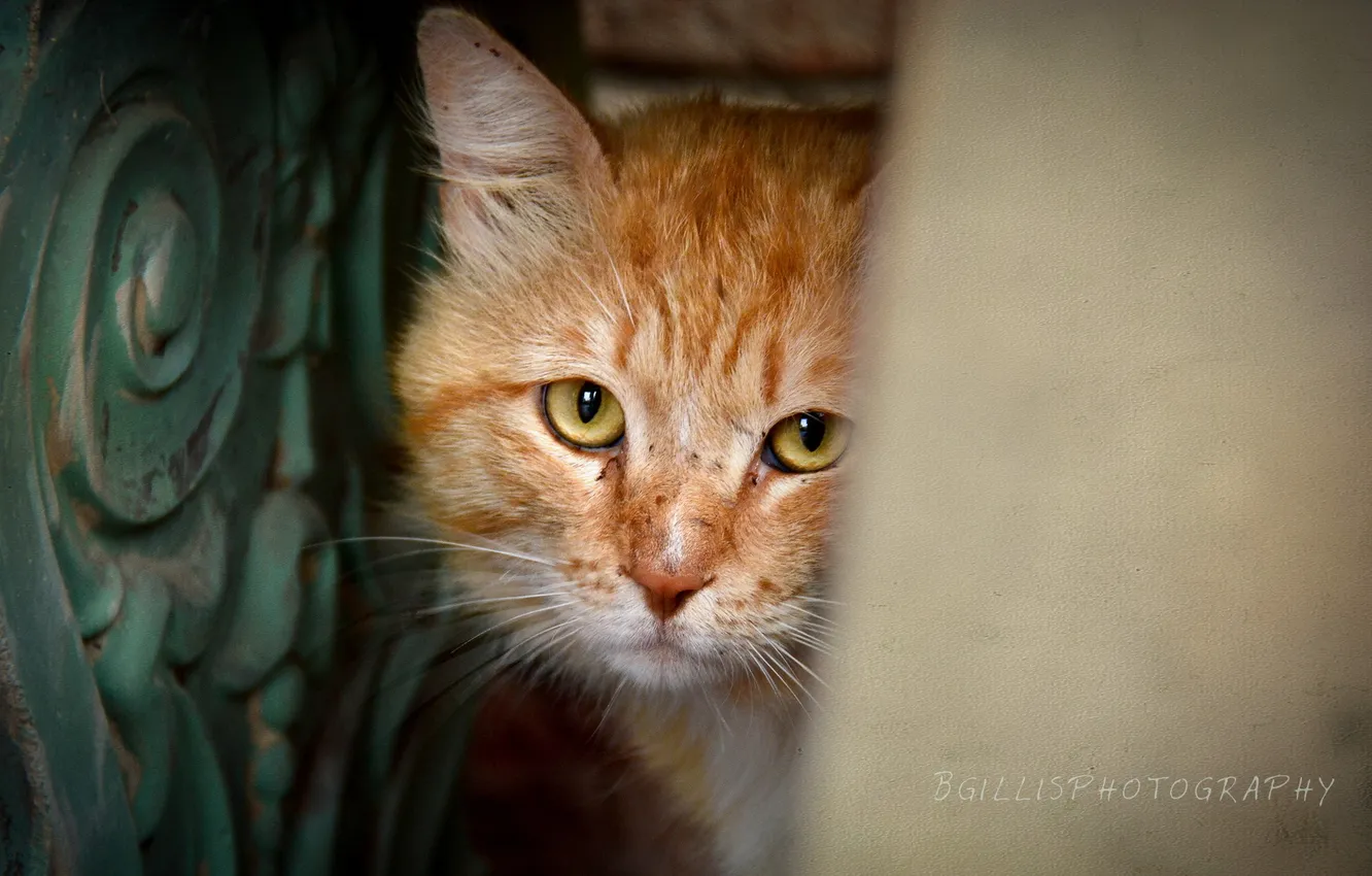 Photo wallpaper cat, look, background