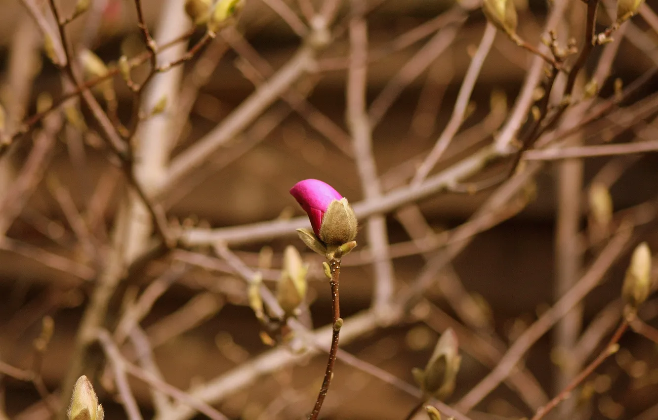 Photo wallpaper autumn, nature, minimalism