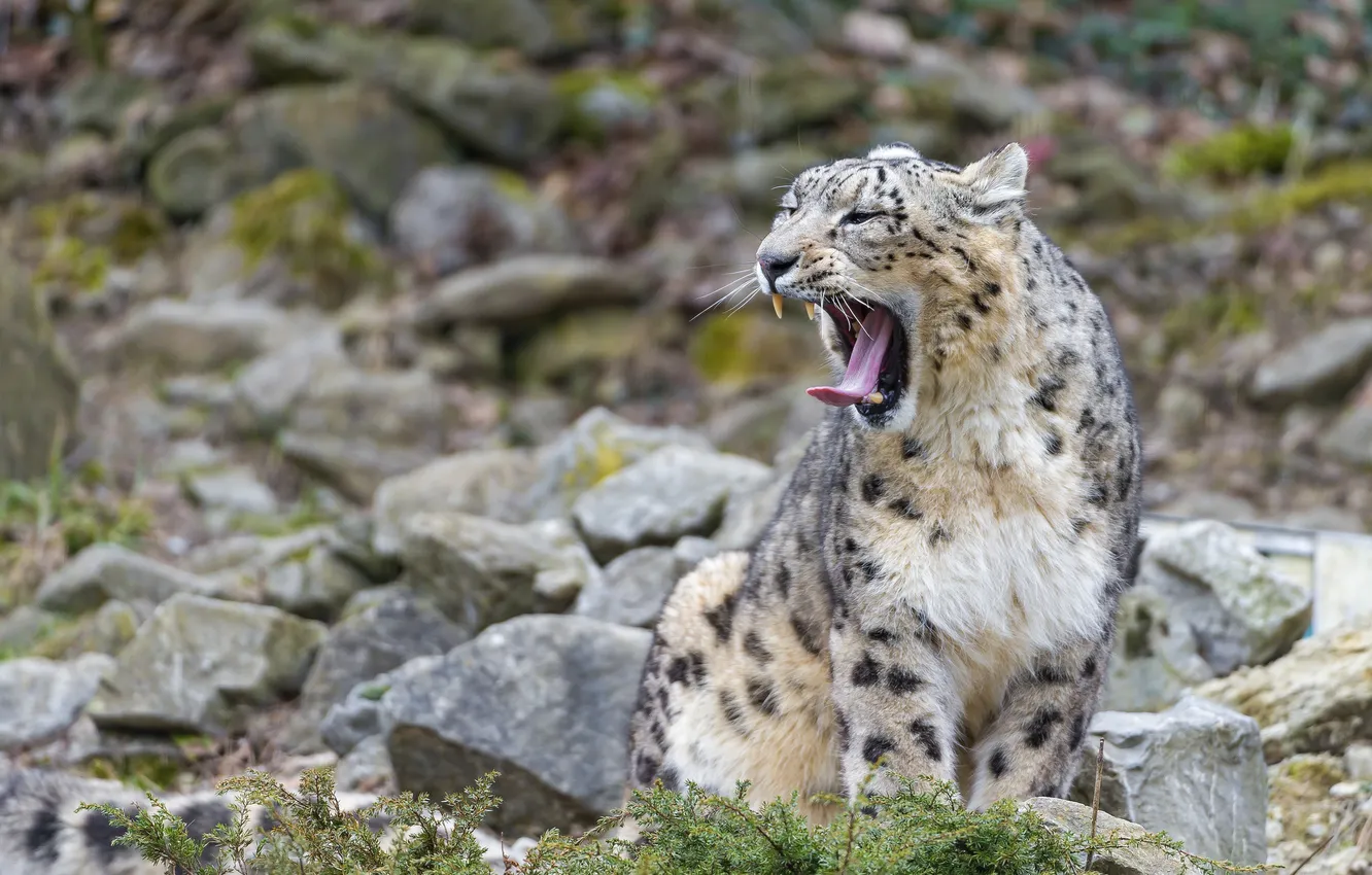 Photo wallpaper language, cat, stones, IRBIS, snow leopard, yawns, ©Tambako The Jaguar