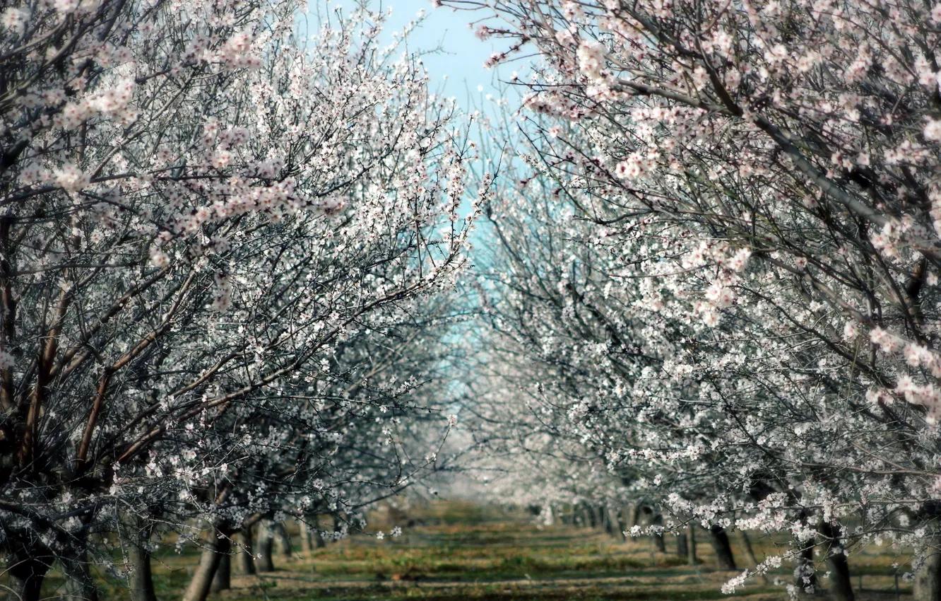 Photo wallpaper trees, nature, spring, garden