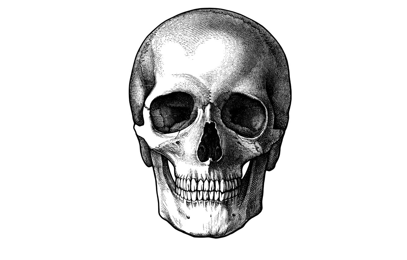 Photo wallpaper skull, minimalism, head, skeleton, white background, sake