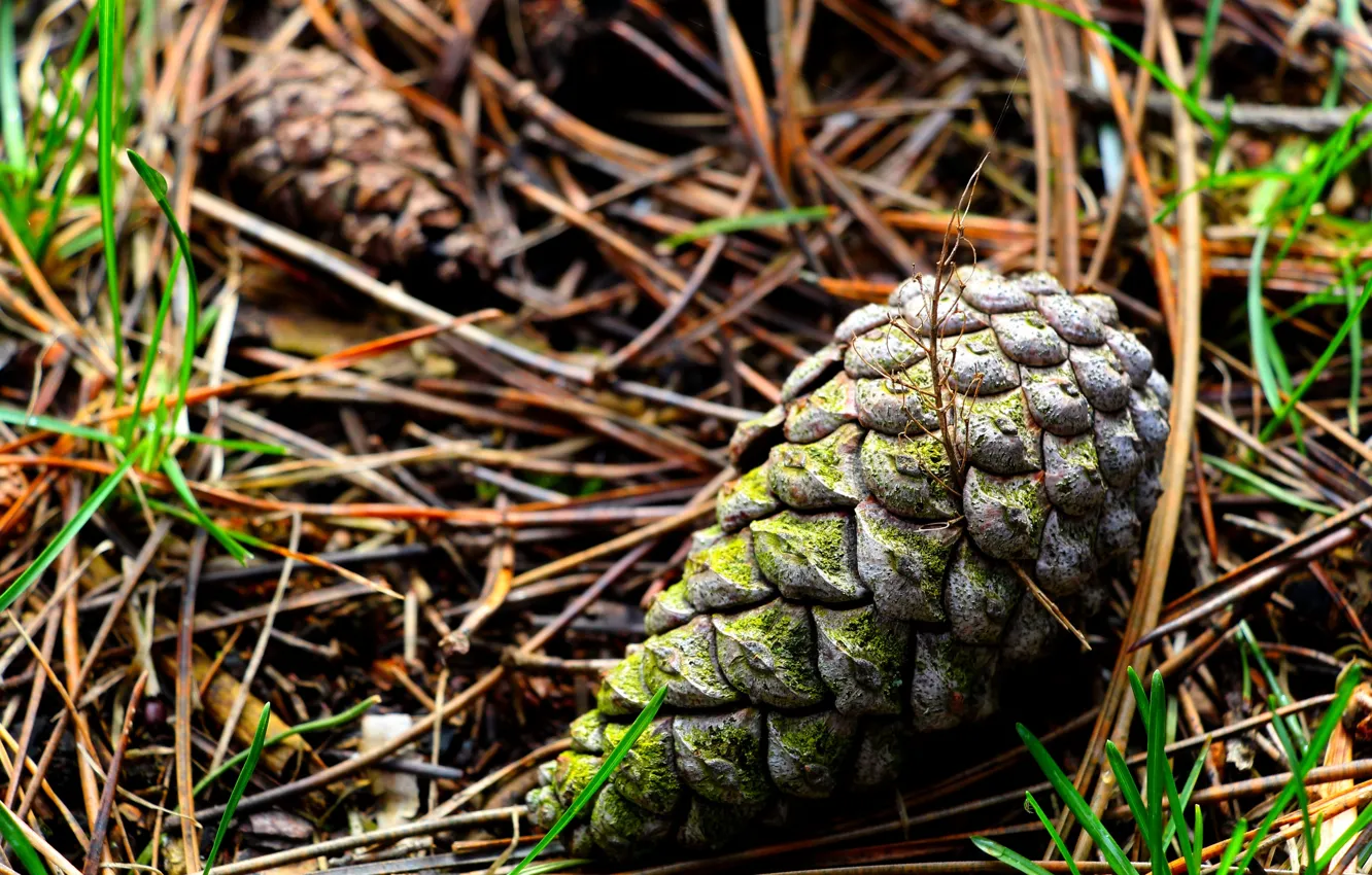 Photo wallpaper green, forest, cone
