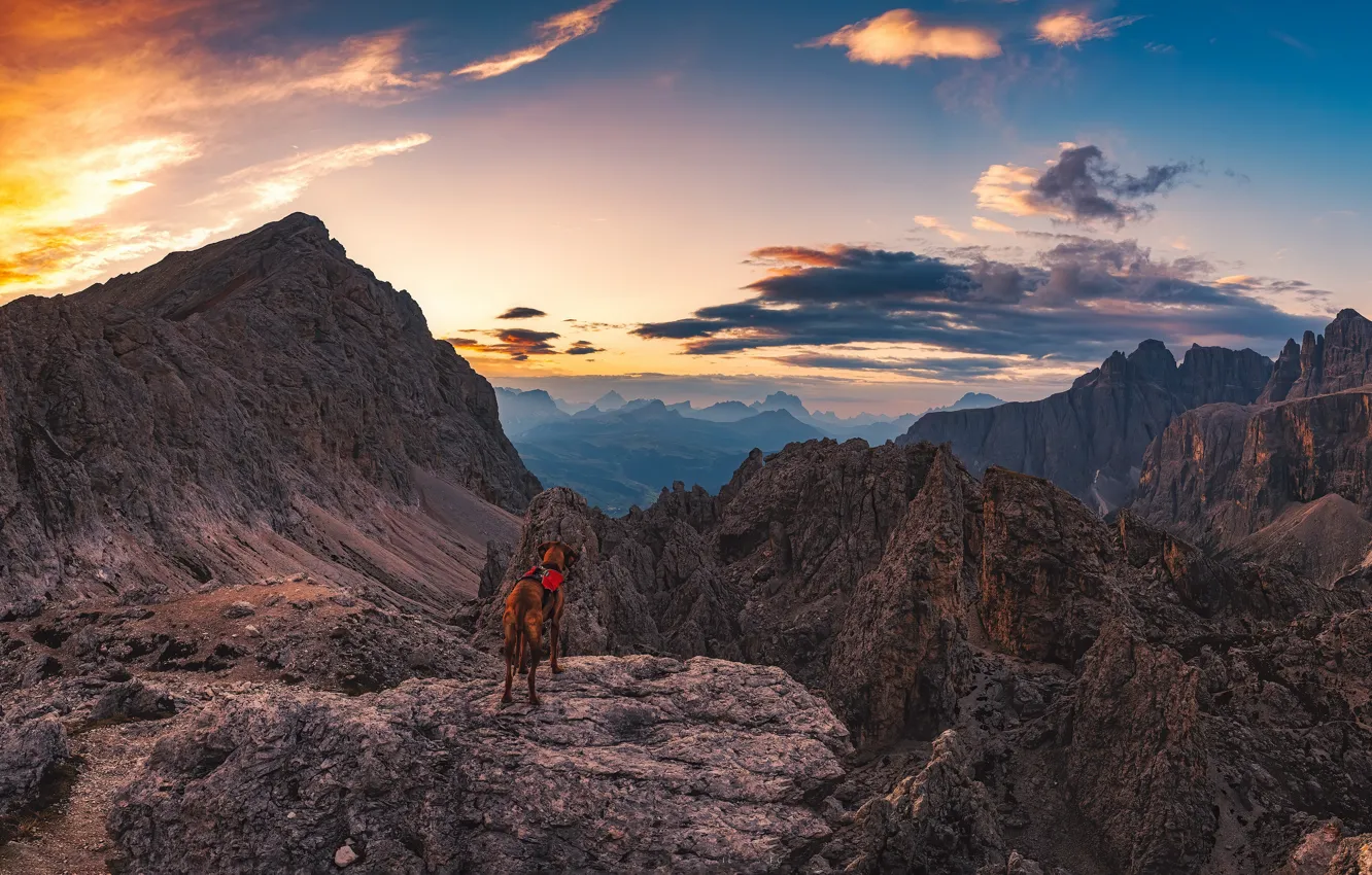 Photo wallpaper mountains, dog, morning