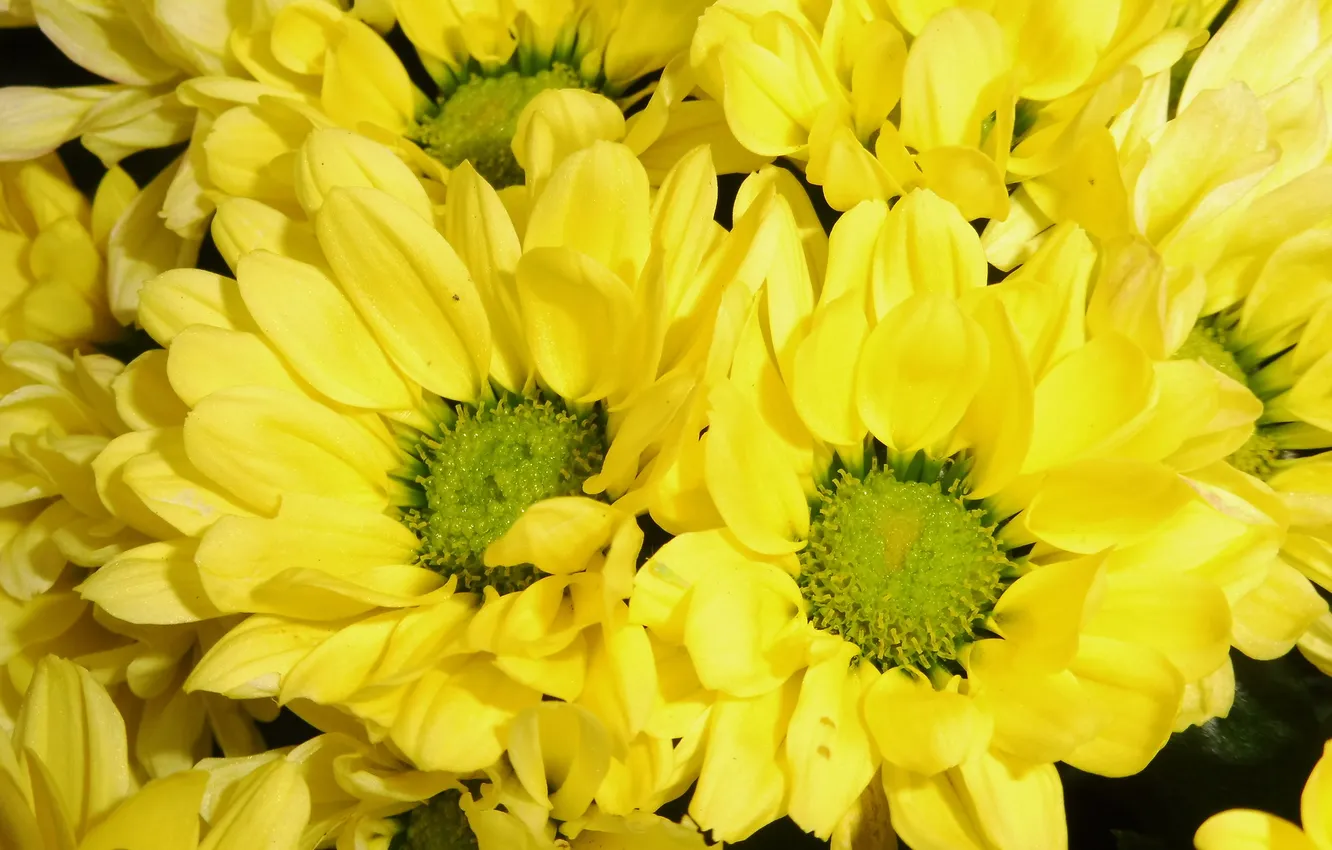 Photo wallpaper flowers, chrysanthemum, yellow flowers