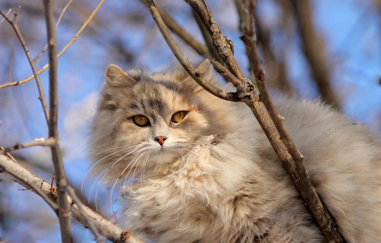 Photo wallpaper cat, cat, look, face, light, branches, nature, kitty
