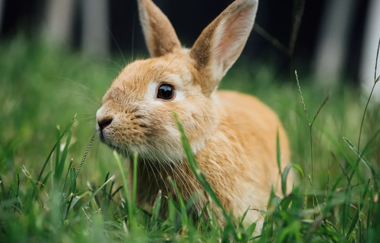 Wallpaper grass, rabbit, ears for mobile and desktop, section животные