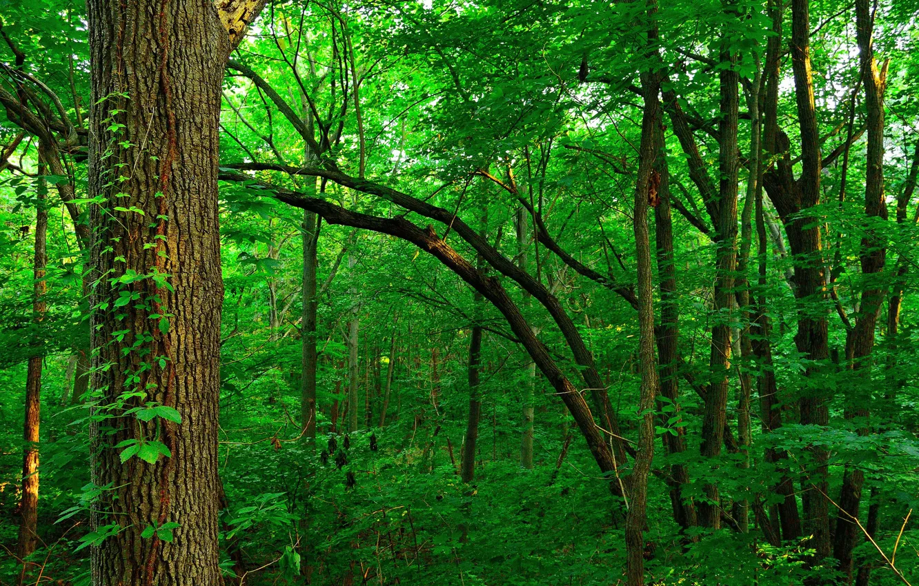 Photo wallpaper forest, leaves, trees, thickets, thicket