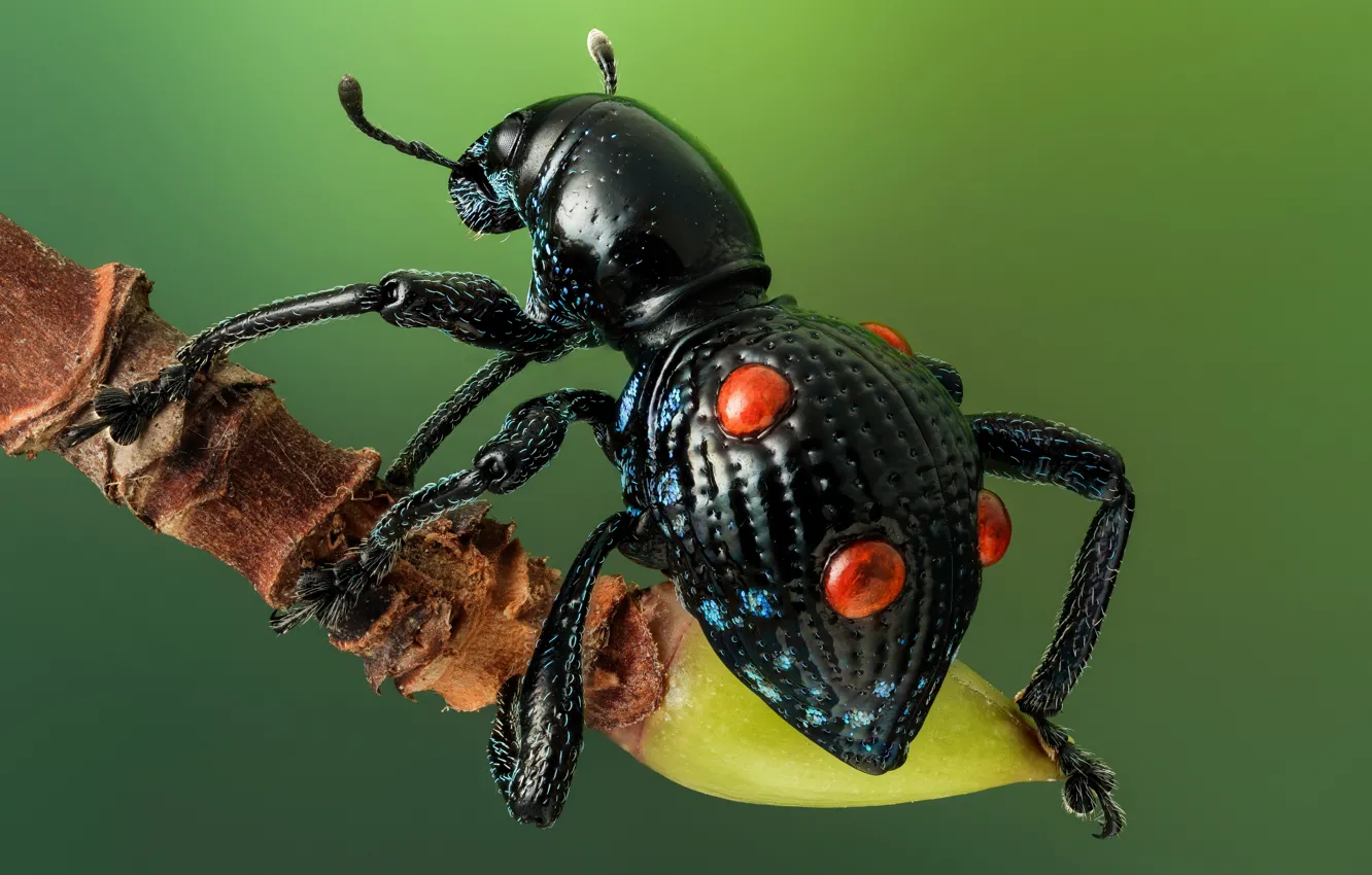 Photo wallpaper macro, beauty, beetle, insect, beetle, insect, Pantorhytes quadripustulatus