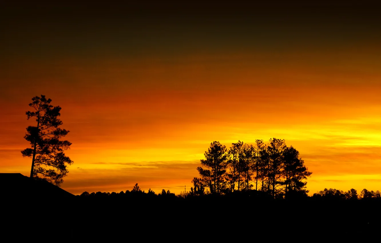 Photo wallpaper the sky, clouds, trees, silhouette, glow