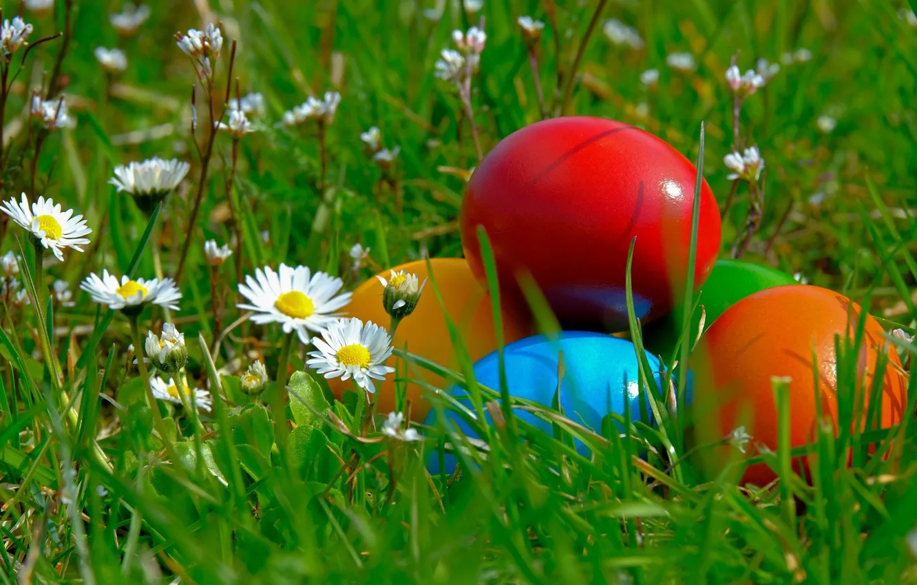 Photo wallpaper greens, grass, flowers, chamomile, eggs, spring, Easter